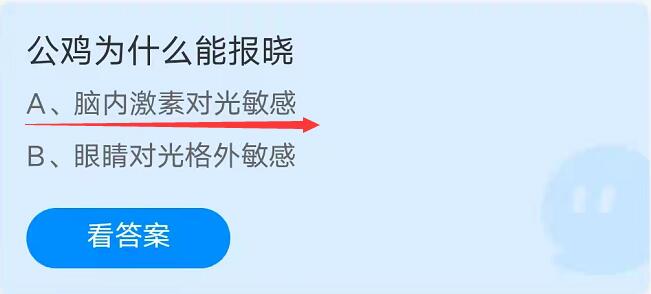 蚂蚁庄园：公鸡为什么能报晓？