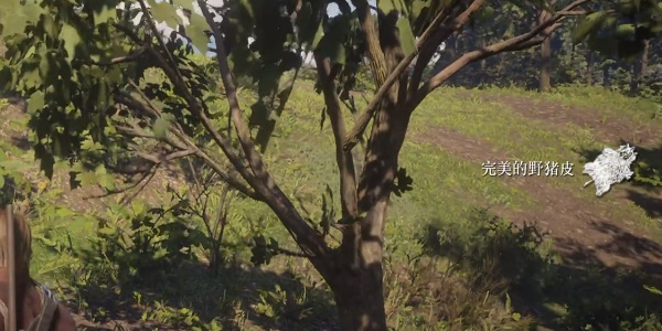 《荒野大镖客2》完美野猪皮获取位置